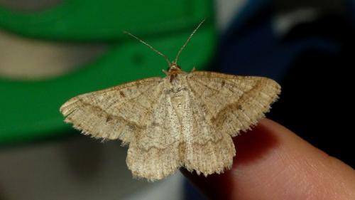 Réf. 329 698 : Isturgia murinaria